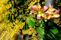 Block Orchids