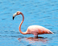 Pink Flamingo at NAS Key West
