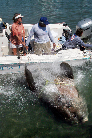 Sunfish rescue at Garrison Bight in Key West, Florida
