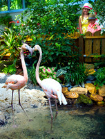 Key West Flamingos