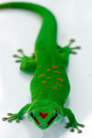 Day Gecko Key West
