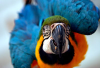 key west macaw